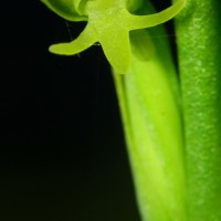 Peristylus densus (Lindl.) Santapau & Kapadia